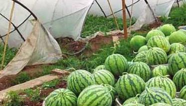 怎样种好西瓜，西瓜的种植方法（怎样种好西瓜,西瓜的种植方法视频）