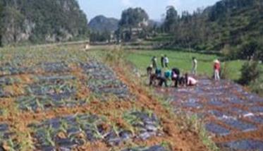 细香葱种植技术要点：关键在于施肥 细香葱开花