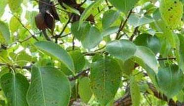 梨树褐斑病药剂防治