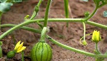 怎样栽培无籽西瓜，无籽西瓜是怎么种出来的