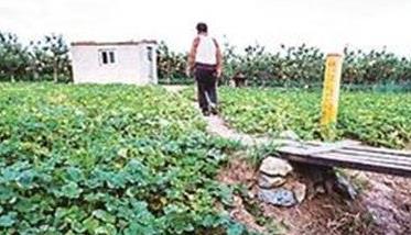 香瓜种植技术与管理方法