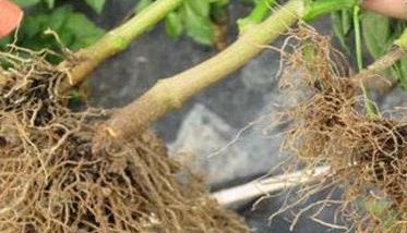 辣椒根腐病是什么原因引起的