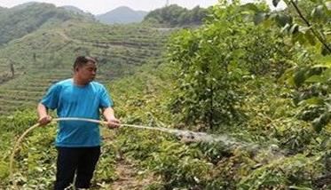 核桃浇水量的确定