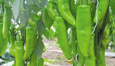 辣椒病虫害防治及采收要求 辣椒种植技术与病虫害防治
