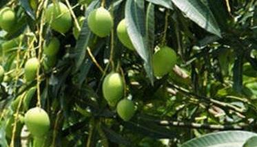 芒果壮果肥的施肥时间和方法