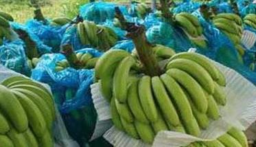香蕉收获是哪个季节