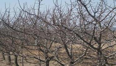 杏树对土壤管理的要求