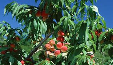 桃树通常被划分为哪几大品种群