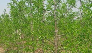 枣树种植时间和方法 枣树种植方法和注意事项