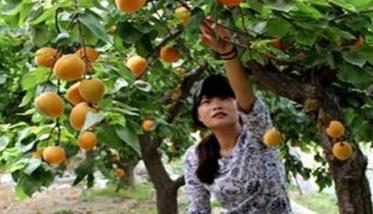 杏树栽培管理技术五步骤（杏树管理方法）