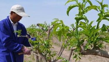 枣树夏季管理技术及其主要内容 枣树种植与管理