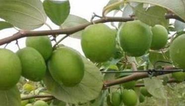 青枣栽培对气候条件要求