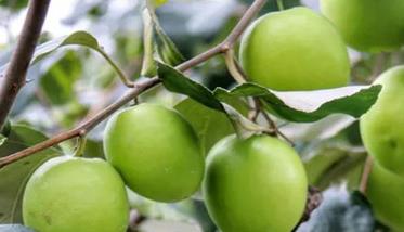 青枣种植与管理技术