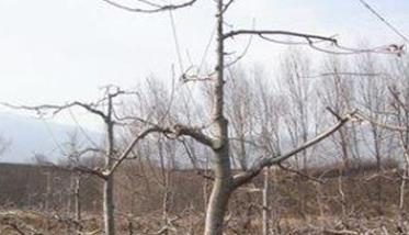 枣树疏散分层树形的整形修剪过程