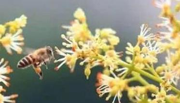通过放蜂或人工授粉提高荔枝坐果率