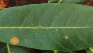 荔枝藻斑病病原是什么 荔枝苔藓病的症状