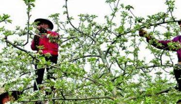 苹果树疏花序的方法
