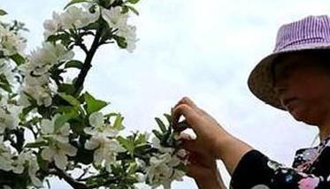 苹果树疏花朵的方法