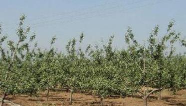 苹果种植园的早中晚品种搭配方式 种植苹果要早中晚熟品种合理搭配
