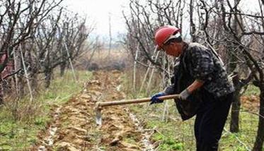 梨树种植园冬季要深翻施肥