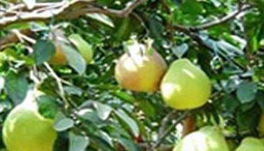 我国有哪些早熟梨树优良品种 我国有哪些早熟梨树优良品种图片