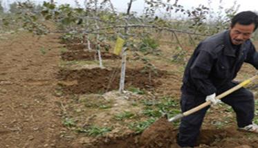 苹果树施肥量如何掌握