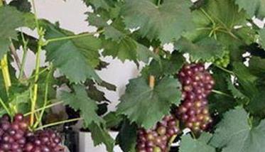 适合盆栽的葡萄品种