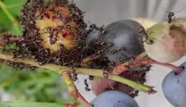 蓝莓虫害及防治措施 蓝莓蚜虫用什么药效果好