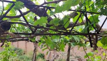 庭院葡萄应选择哪种树型方式合适（庭院葡萄的种植方法和技术）