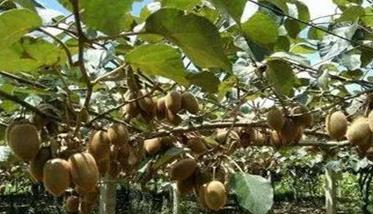 猕猴桃的需肥特点 猕猴桃的施肥技术
