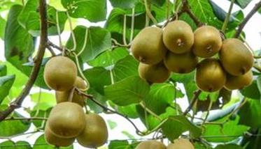 什么是中华猕猴桃，有何特征 美味猕猴桃与中华猕猴桃的区别