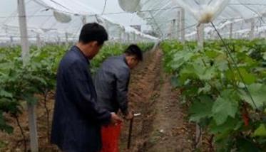 大棚葡萄栽培要领:施肥 大棚葡萄施肥技术