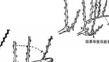 葡萄扇形整枝的三种类型（葡萄扇形架的修剪方法）