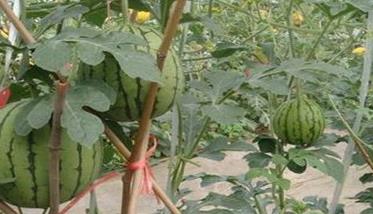 支架栽培西瓜种植技术 西瓜棚架栽培技术