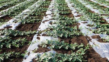 西瓜的栽培技术简要介绍 西瓜栽培技术有哪些