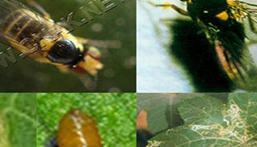 种植西瓜如何防治美洲斑潜蝇和蚜虫（种植西瓜如何防治病虫害）