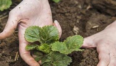 草莓种植对土壤的要求