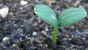 西瓜的播种适宜时期是什么时候 西瓜什么时候播种育苗