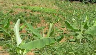 香蕉高产高效益栽培方法与步骤 香蕉具体栽培技术