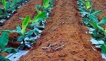 值得推荐的香蕉施肥方案 香蕉树的施肥方案