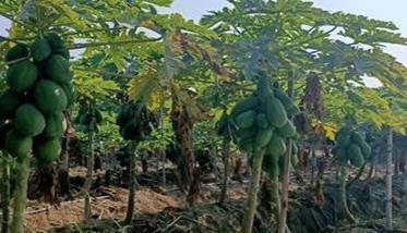 木瓜种植的地域要求