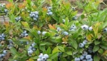 蓝莓苗种植区域