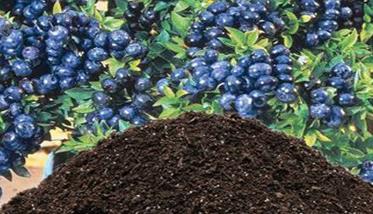 盆栽蓝莓的土壤要求