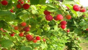 树莓的生产习性（树莓生长在哪里地理环境）