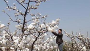 花粉采集方法