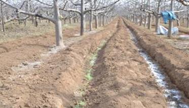 改善施肥方法，加强土壤管理