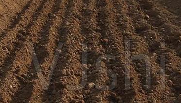 栽培人参果的整地施肥、定植与追肥和浇水问题