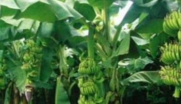 香蕉种植到收成几个月