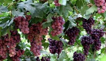 葡萄一般什么季节成熟
