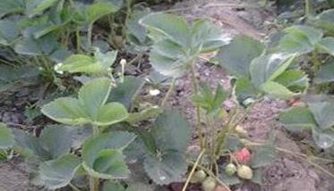 草莓苗期肥害的原因是什么